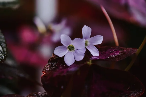 Ένα Κοντινό Πλάνο Του Οξαλή Μοβ Λουλούδια Μεγάλη Για Ταπετσαρία — Φωτογραφία Αρχείου