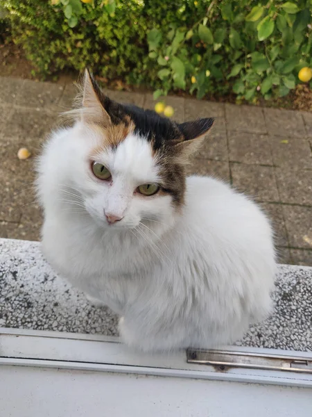 Retrato Adorável Gato Turco Van Sentado Peitoril Janela — Fotografia de Stock