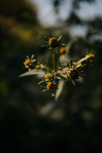 Selective Focus Spanish Needles Flowers Field Blurred Background — Stock Photo, Image