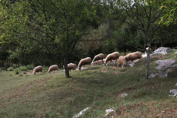 Rebanho Ovelhas Pastando Pasto Gramado Campo — Fotografia de Stock