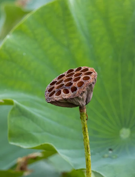 Vacker Vertikal Närbild Skott Lotus Skida Stam Med Ett Grönt — Stockfoto