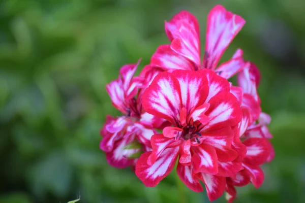 Primer Plano Flores Geranio Rosa —  Fotos de Stock