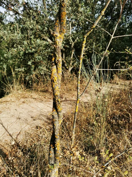 Uma Foto Troncos Árvores Torcidas Crescendo Sol Pardo Madri Espanha — Fotografia de Stock