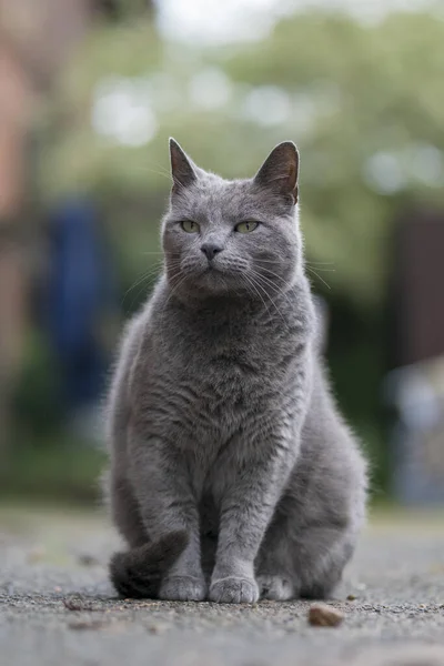 Сірий Пухнастий Кіт Сидить Землі Парку — стокове фото