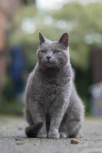 Gato Macio Cinza Sentado Chão Parque — Fotografia de Stock