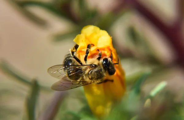 Gros Plan Abeille — Photo