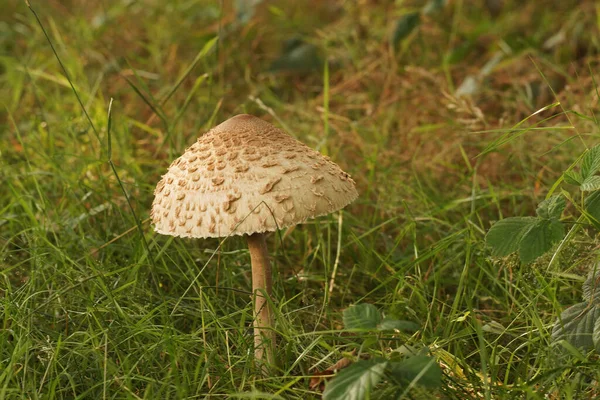 Gros Plan Grand Champignon Parasol Macrolepiota Procera Dans Herbe — Photo