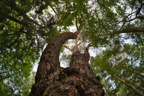 Colpo Angolo Basso Alto Albero Verde Nel Bosco Con Cielo — Foto Stock