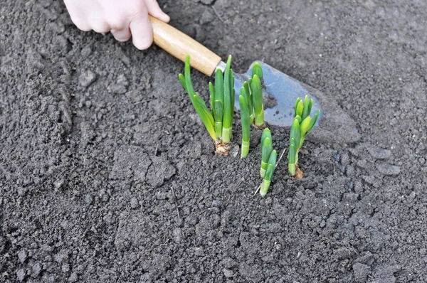 Child Hand Holding Trowel Planting Daffodil Seedlings Stock Photo