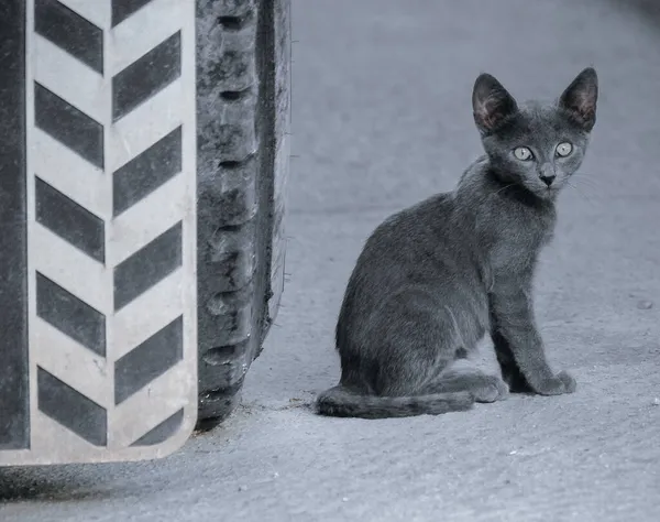 Szary Ujęcie Kotka Siedzącego Obok Koła Samochodu — Zdjęcie stockowe