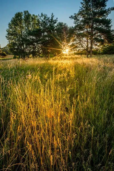 Mavi Gökyüzünde Güneş Işınlarının Altında Parlayan Çimenli Tarlanın Güzel Bir — Stok fotoğraf