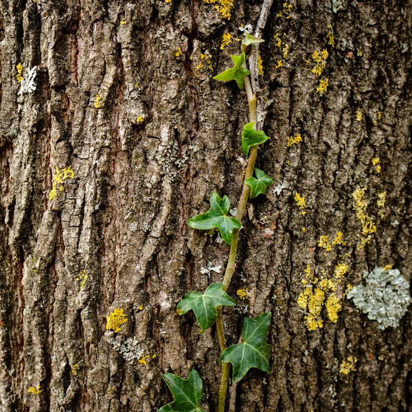 Closeup Growing Small Ivy Plant Leaves Tree Bark — Stock Photo, Image
