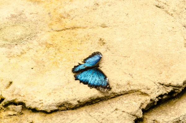 Macro Plan Beau Morpho Bleu Morpho Peleides Papillon Sur Rocher — Photo