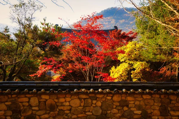 Una Impresionante Foto Bosque Lleno Hojas Colores Otoño Corea —  Fotos de Stock