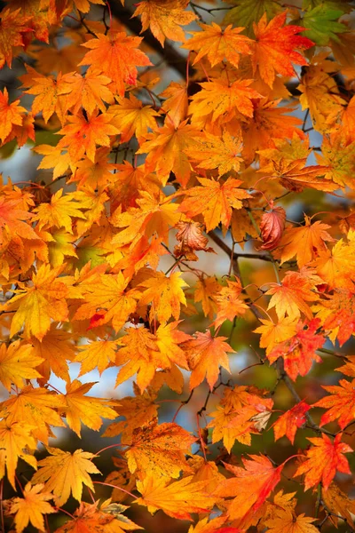 Detailní Záběr Stromu Plného Oranžových Podzimních Listů Koreji — Stock fotografie
