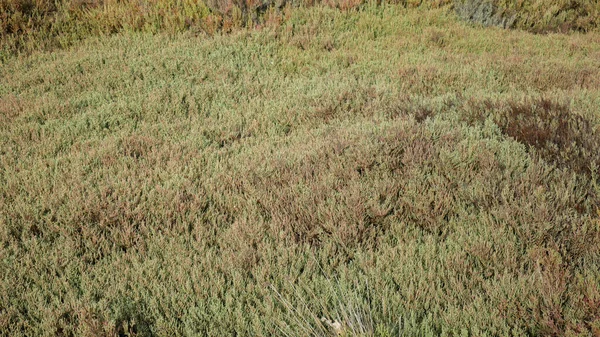 Ein Schöner Schuss Getrocknetes Gras — Stockfoto