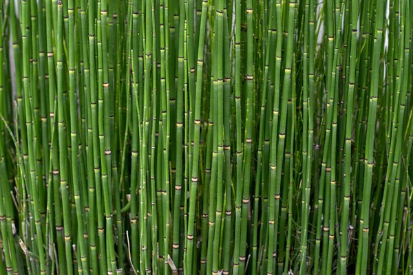 Fondo Plantación Caña Bambú Verde Argentina —  Fotos de Stock