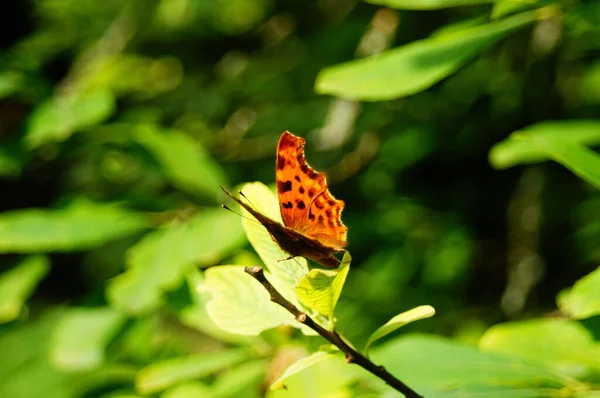 Motýl Zeleni Parku Frankfurtu Nad Mohanem Německo Silný Zadek Silný — Stock fotografie