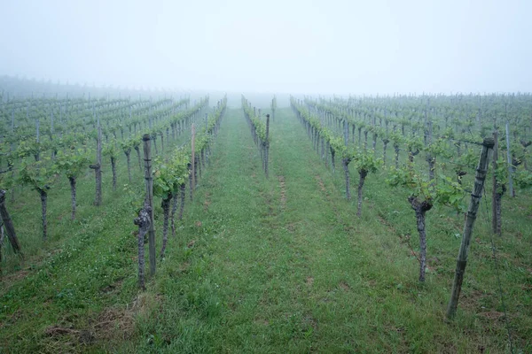 Прекрасний Вид Виноградник Вкритий Туманом Сільській Місцевості — стокове фото