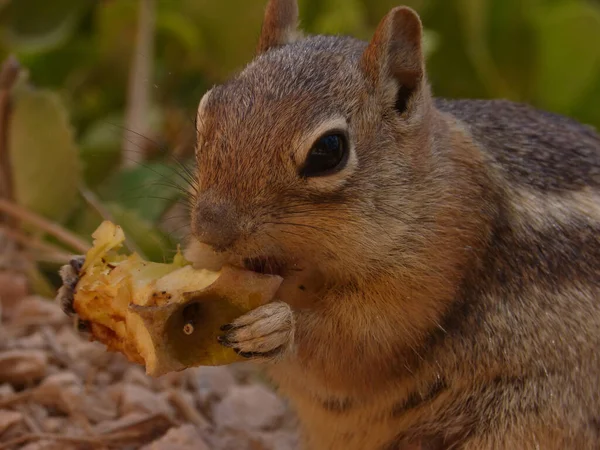 Closeup Squirrel Eating Apple Wild — Stock Photo, Image