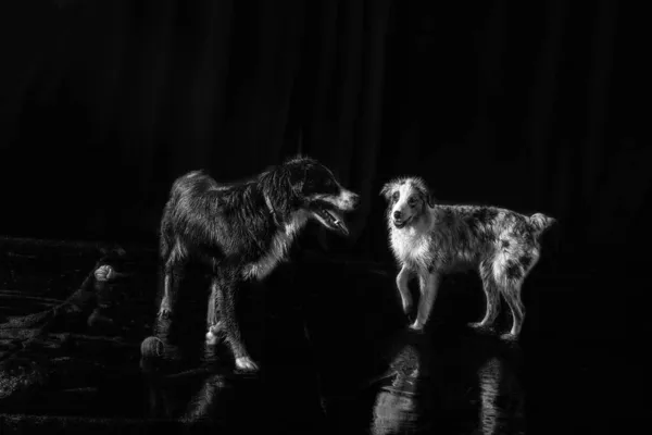 Zwei Australian Shepherd Hunde Spielen Einem Zimmer — Stockfoto