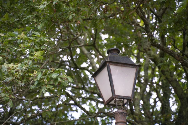 背景に木のある古い街灯 — ストック写真