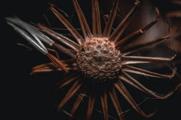 Eine Großaufnahme Einer Asteroidenblume Einem Garten — Stockfoto