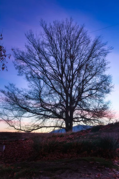 Plano Vertical Hermosa Vista Bonito Árbol Con Colores Otoñales — Foto de Stock