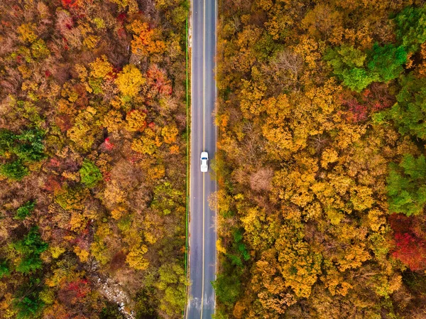 Захватывающий Дух Снимок Леса Полного Цветных Листьев Осенью Корее — стоковое фото