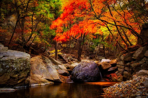 Breathtaking Shot Forest Full Colorful Leaves Autumn Korea — Stock Photo, Image