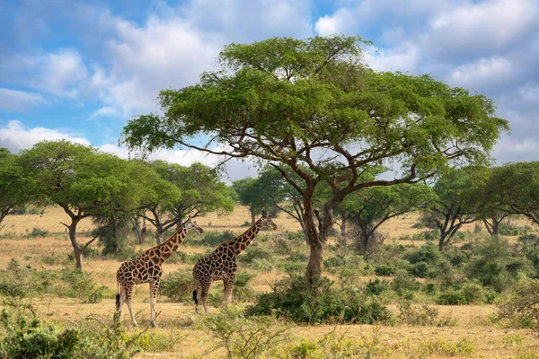 Skvrnité Žirafy Travnatém Poli Národním Parku Murchison Falls Ugandě — Stock fotografie