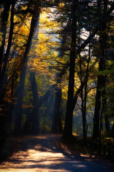 Una Impresionante Foto Bosque Lleno Hojas Colores Otoño Corea —  Fotos de Stock