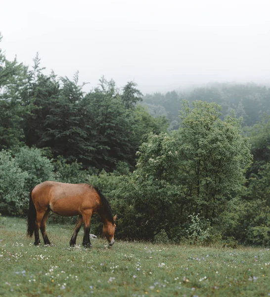 Cavalo Marrom Pastando Pasto Com Árvores Fundo — Fotografia de Stock