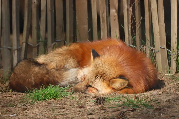 Zbliżenie Ślicznego Lisa Śpiącego Ziemi Klatce Zoo — Zdjęcie stockowe