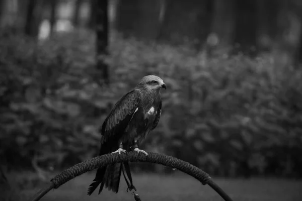 Ormandaki Metal Bir Çubuğa Tüneyen Kerkenez Kuşunun Gri Tonlu Görüntüsü — Stok fotoğraf