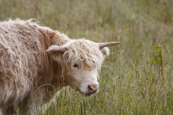 一只棕色高地奶牛在田里的特写镜头 — 图库照片