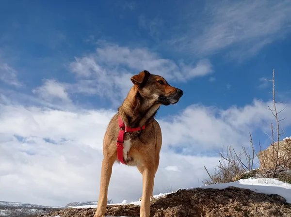 Крупный План Собаки Стоящей Заснеженной Земле Фоне Облачного Голубого Неба — стоковое фото