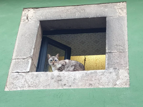 一只漂亮的小猫坐在一座绿色建筑的旧阳台上 — 图库照片