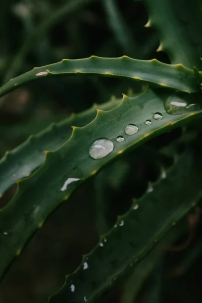 Eine Aloe Vera Pflanze Mit Wassertropfen — Stockfoto