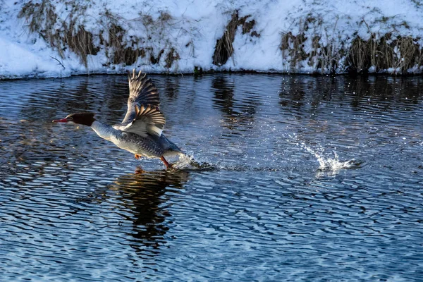 Der Gemeinsame Merganser Fliegt Über Den See — Stockfoto