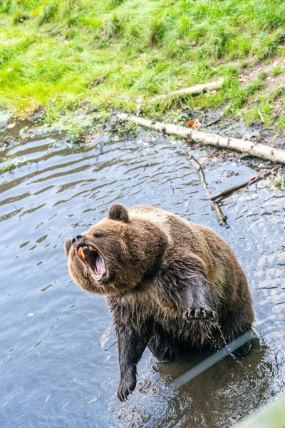 Vertikální Záběr Vrčícího Medvěda Hnědého Stojícího Zadních Nohách Jezeře — Stock fotografie