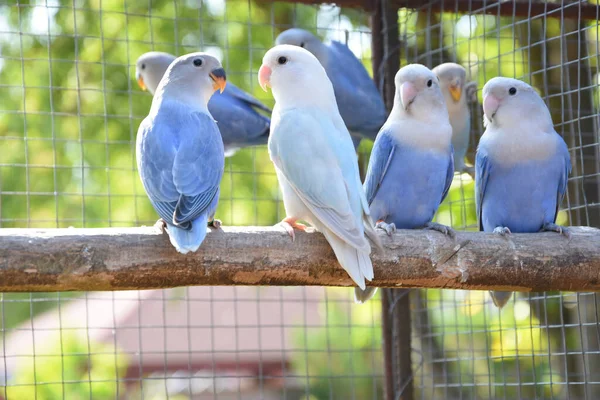 Bir Dalda Oturan Mavi Papağanlarla Dolu Bir Kafesin Seçici Odak — Stok fotoğraf