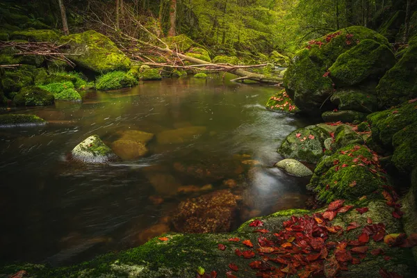 Красивый Природный Ландшафт Баварском Лесу Зеленью Рекой Вольф Германии — стоковое фото