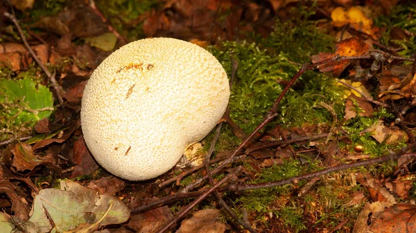 Nahaufnahme Einer Erdkugel Scleroderma Citrinum Die Auf Einem Waldboden Staffordshire — Stockfoto