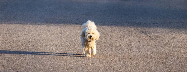 Милая Белая Собака Гуляющая Одна Закате — стоковое фото