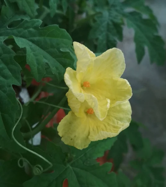 Uma Flor Cabaça Amarga Amarela Jardim — Fotografia de Stock