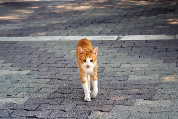 Gato Caminando Parque —  Fotos de Stock