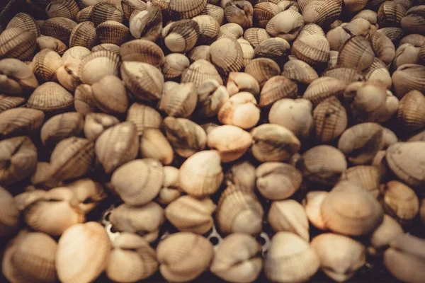 Pile Fresh Seashells Clams Fish Market Barcelona Spain — Stock Photo, Image