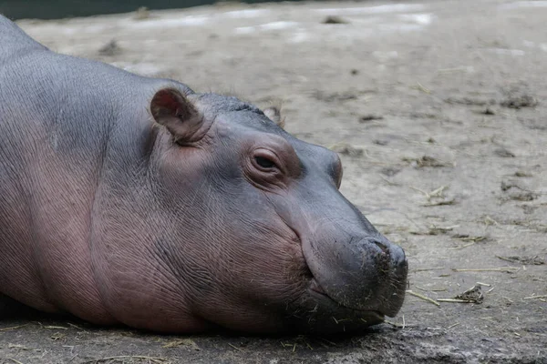 Bir Hippopotamus Yakın Plan Çekimi — Stok fotoğraf