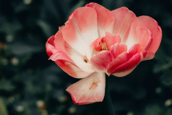 Close Uma Bela Flor Tulipa Jardim — Fotografia de Stock